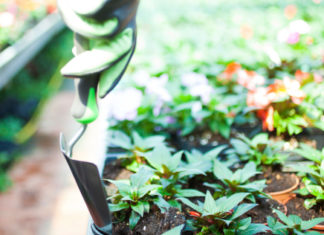 Il semenzaio 505 0 041 Il semenzaio